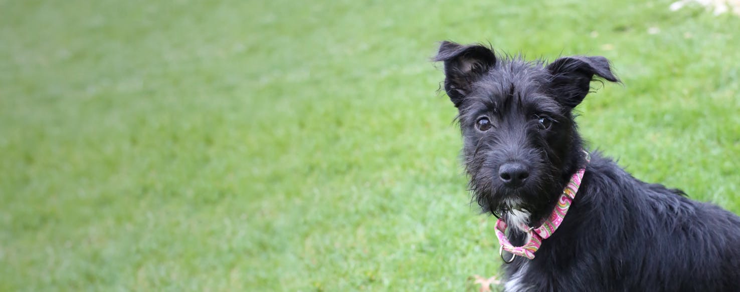 Irish hot sale wolfhound schnauzer